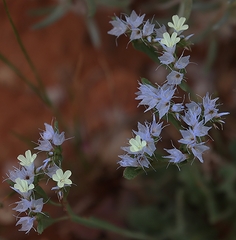 Limonium sinuatum