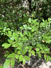 Nothofagus dombeyi