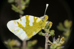 Zegris eupheme