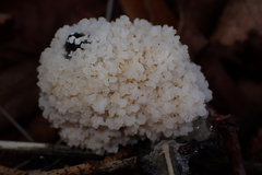 Didymium mucilago