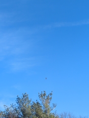 Buteo jamaicensis