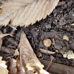 Gastrodontidae