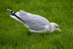 Larus argentatus