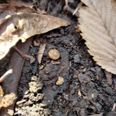 Gastrodontidae