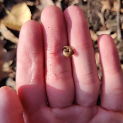Gastrodontidae