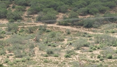 Giraffa camelopardalis