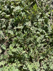 Erodium cicutarium