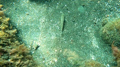 Gnatholepis thompsoni
