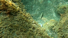 Gnatholepis thompsoni