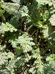 Erodium cicutarium