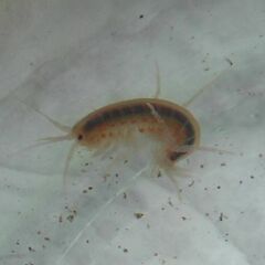 Gammarus lacustris