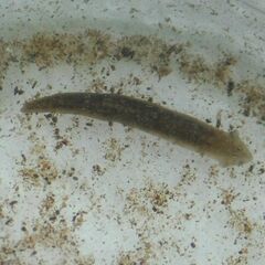 Continenticola