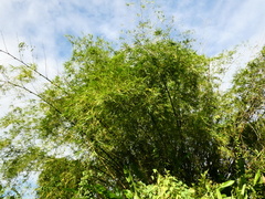 Bambusa vulgaris