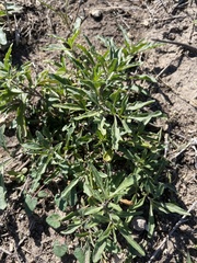 Chamaesaracha edwardsiana