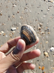 Noetia