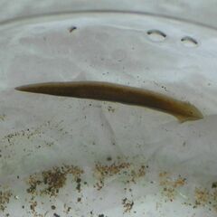 Continenticola