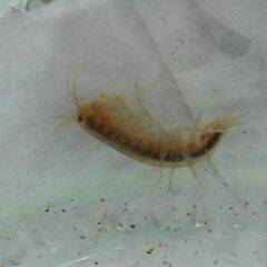 Gammarus lacustris