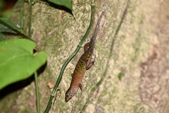 Sphenomorphus sabanus