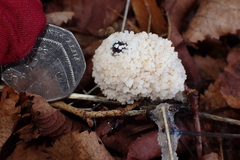 Didymium mucilago