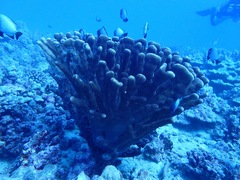 Pocillopora grandis