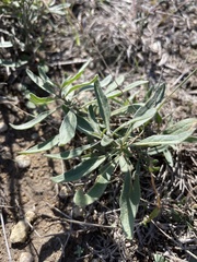 Melampodium leucanthum