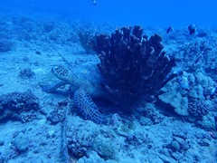 Pocillopora grandis