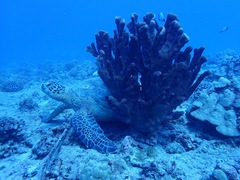 Pocillopora grandis