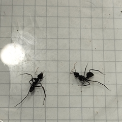 Gigantiops destructor