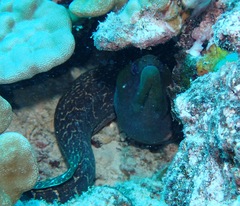 Gymnothorax undulatus