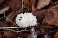 Didymium mucilago