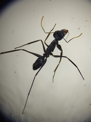 Gigantiops destructor