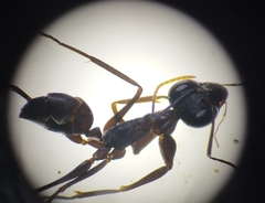 Gigantiops destructor