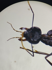 Gigantiops destructor