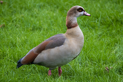 Alopochen aegyptiaca