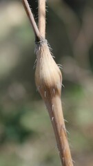 Chaerophyllum nodosum