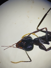 Gigantiops destructor