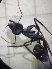 Gigantiops destructor