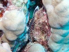 Gymnothorax meleagris