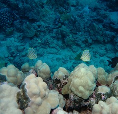 Chaetodon ornatissimus
