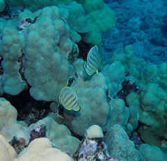 Chaetodon ornatissimus