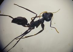 Gigantiops destructor