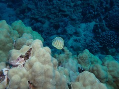 Chaetodon ornatissimus