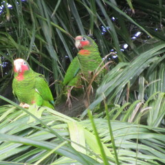 Amazona leucocephala