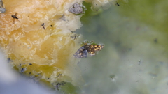 Carterocephalus skada