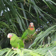 Amazona leucocephala