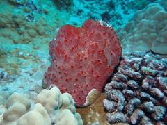 Monanchora clathrata