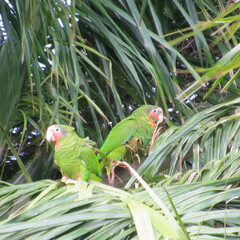 Amazona leucocephala