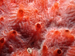 Monanchora clathrata