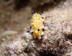 Goniobranchus vibratus