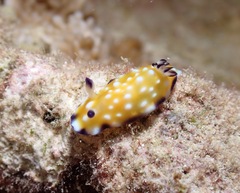 Goniobranchus vibratus